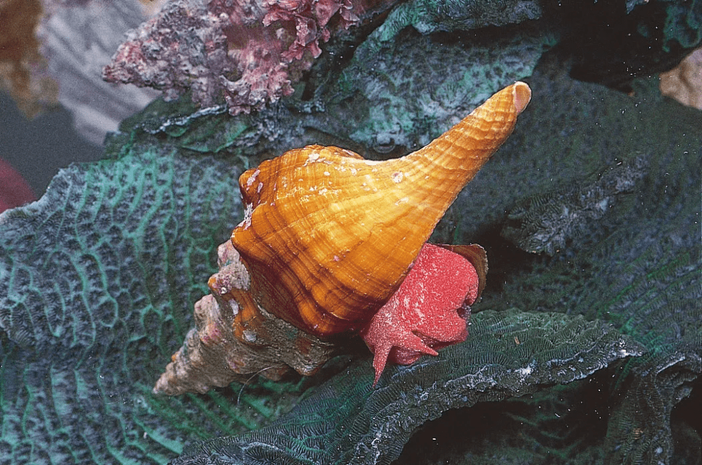 Conchs