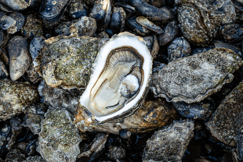 Oysters