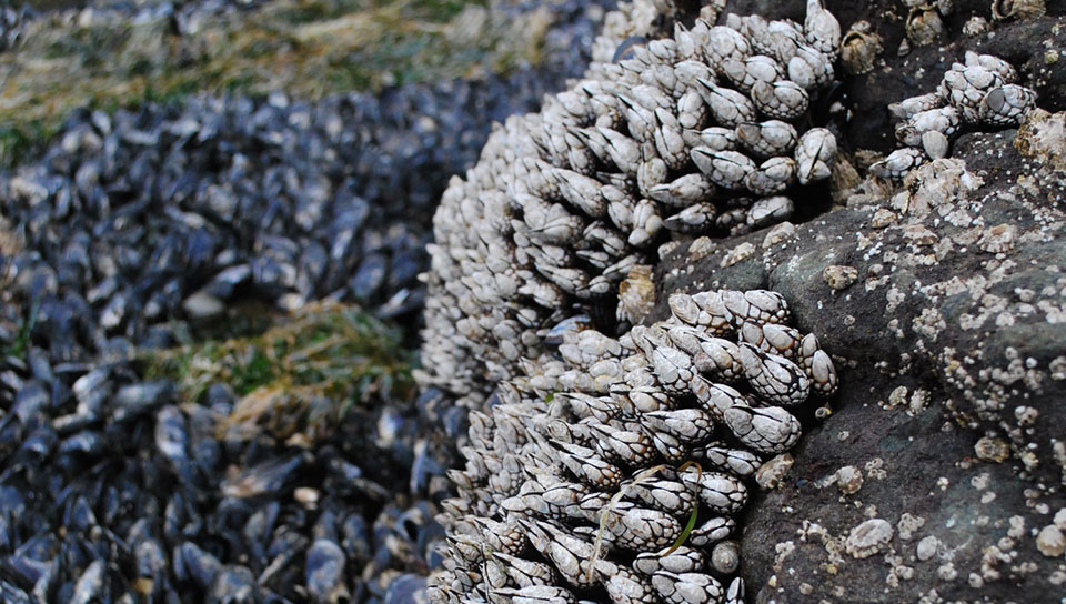 Barnacles