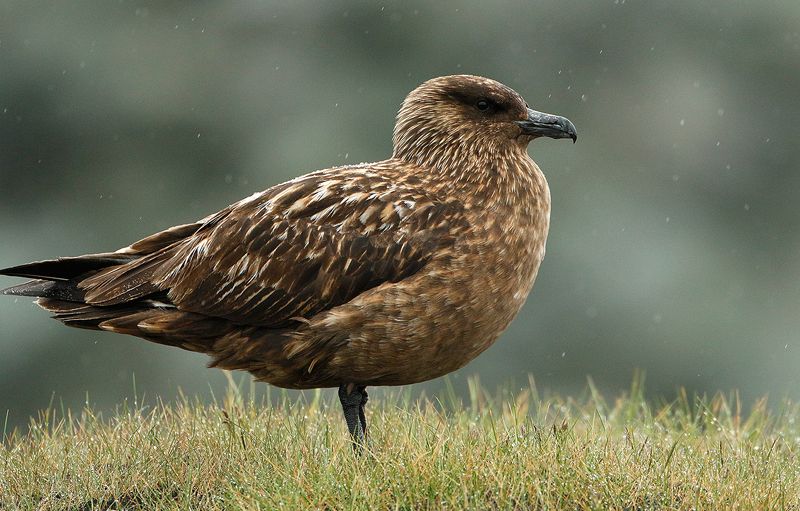 Skua