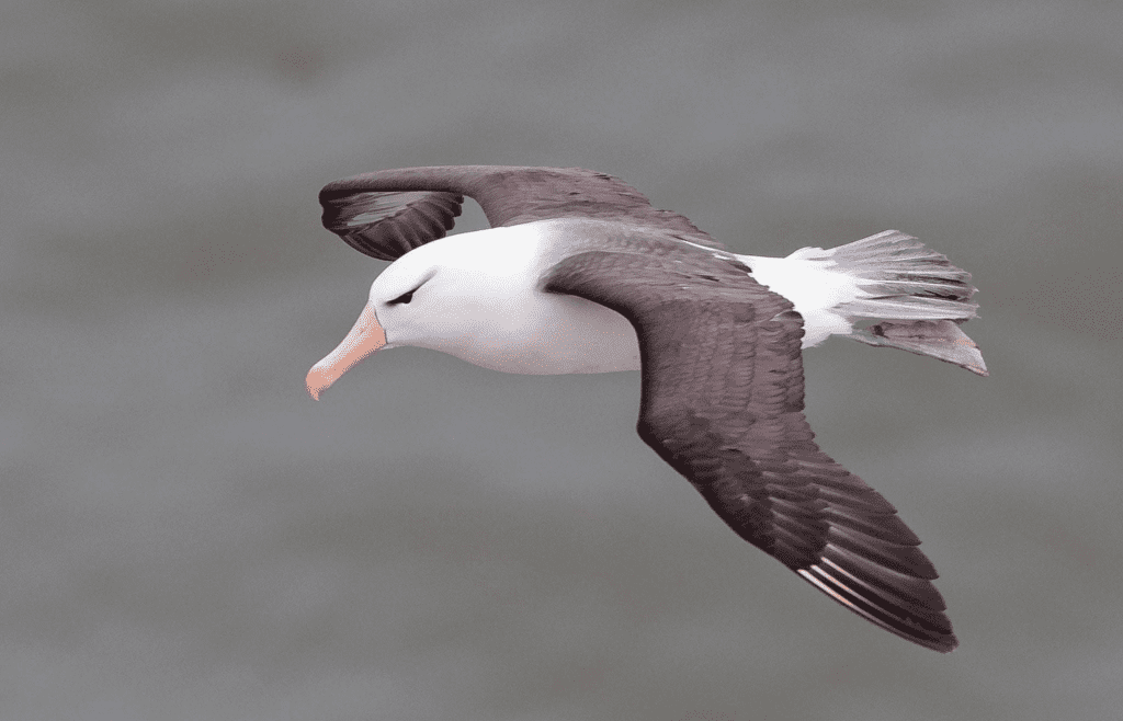 Black-browed Albatross