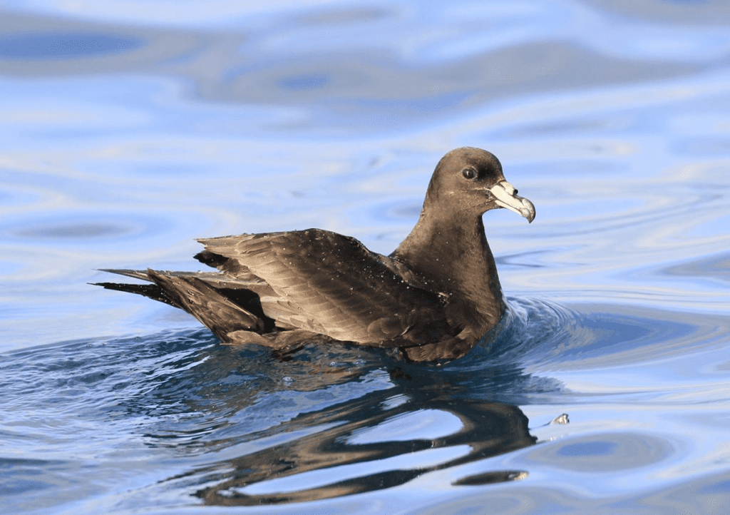 Black Petrel