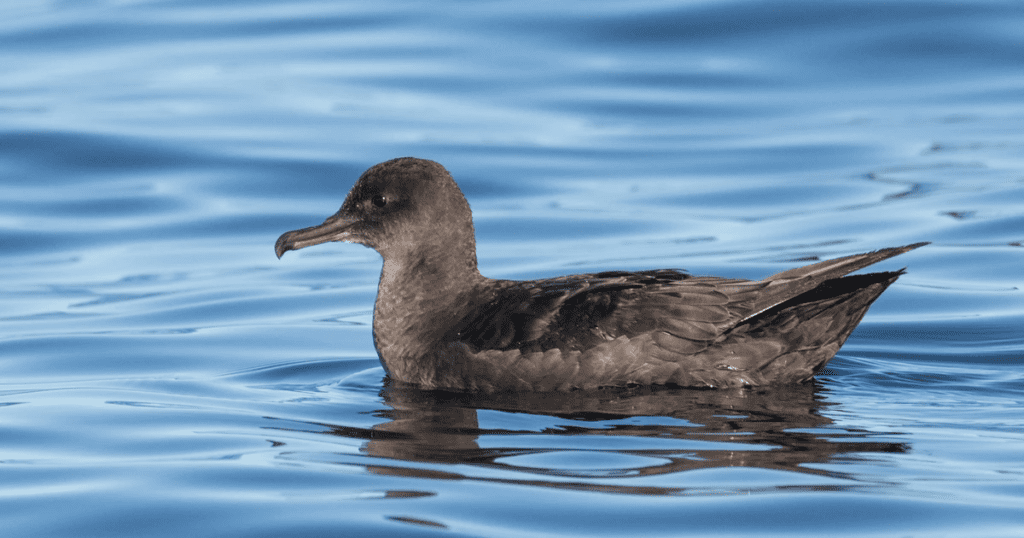 Sooty Shearwater