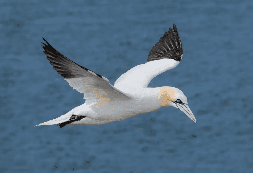 Gannets