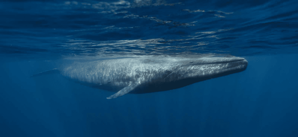 Blue Whale