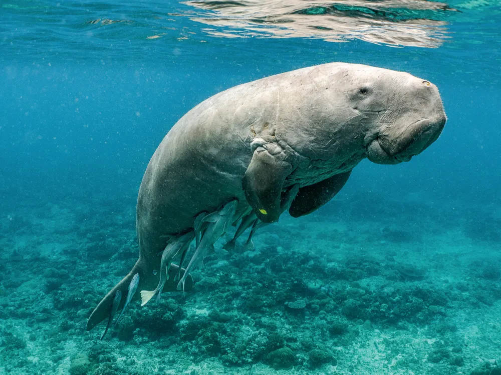 Dugong