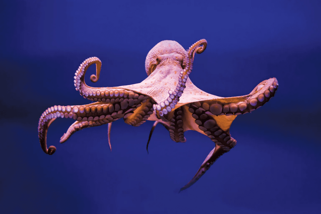 Octopuses