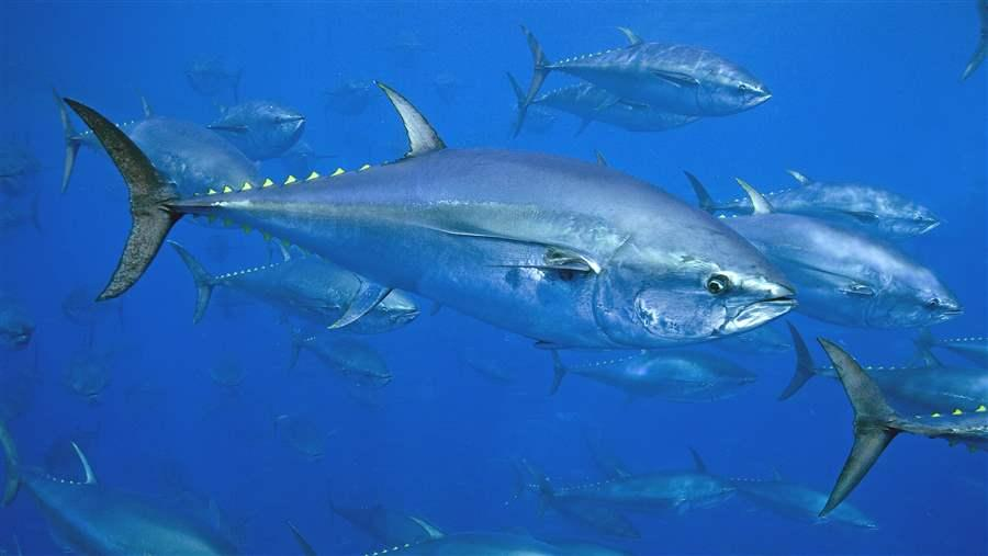 Atlantic Bluefin Tuna