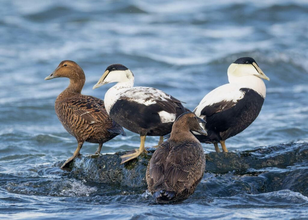 Common Eider