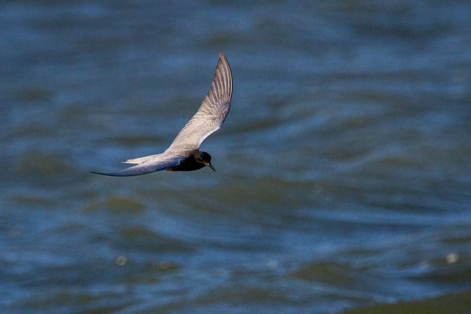 Black Tern