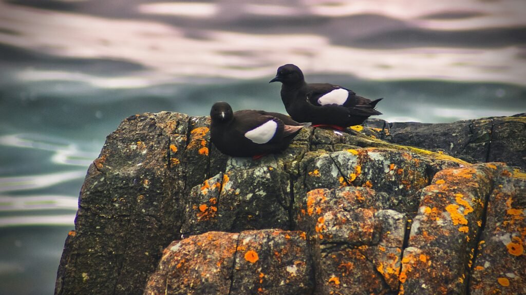 Black Guillemot