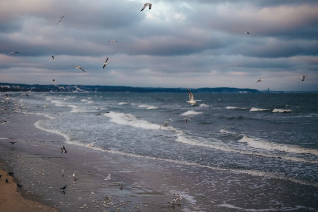 Sea Birds staying in the North