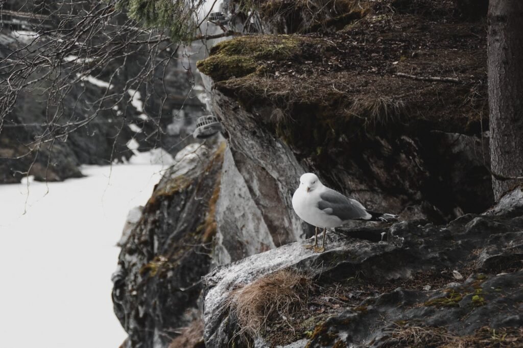 Black-legged Kittiwake