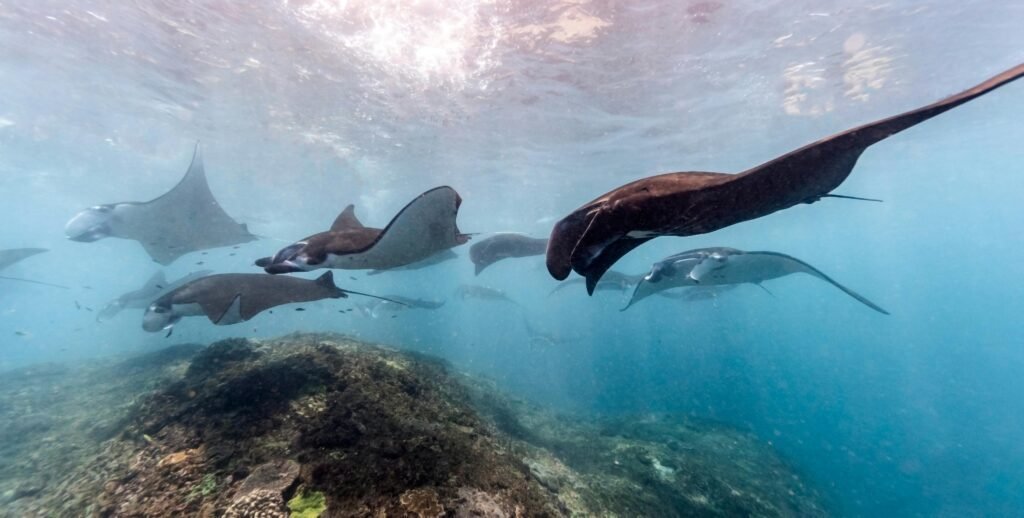 Manta Rays