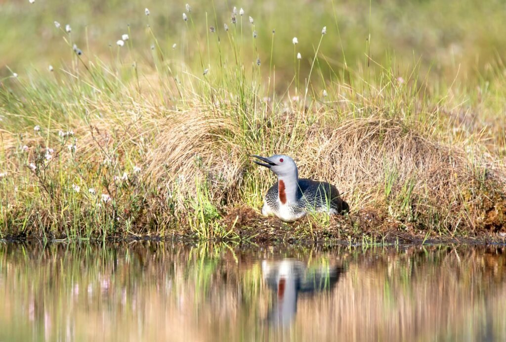 Red-throated Loon