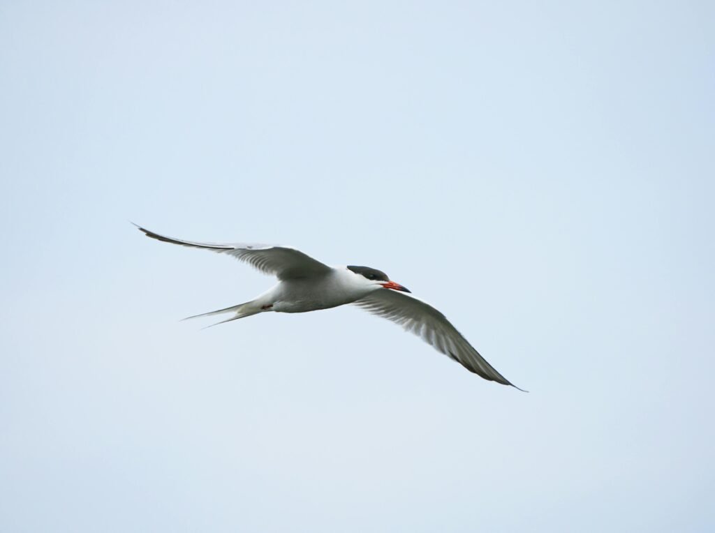 Arctic Tern