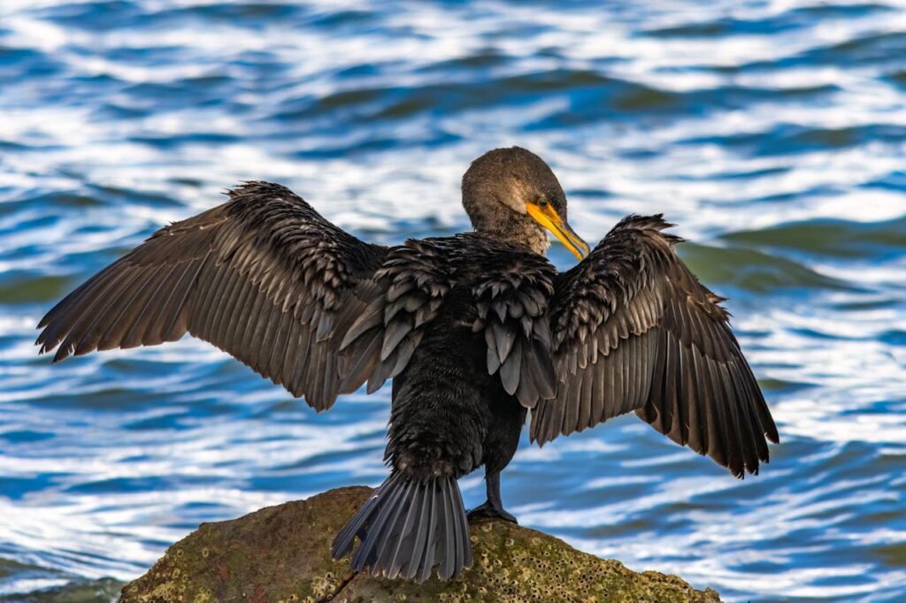  European Shag