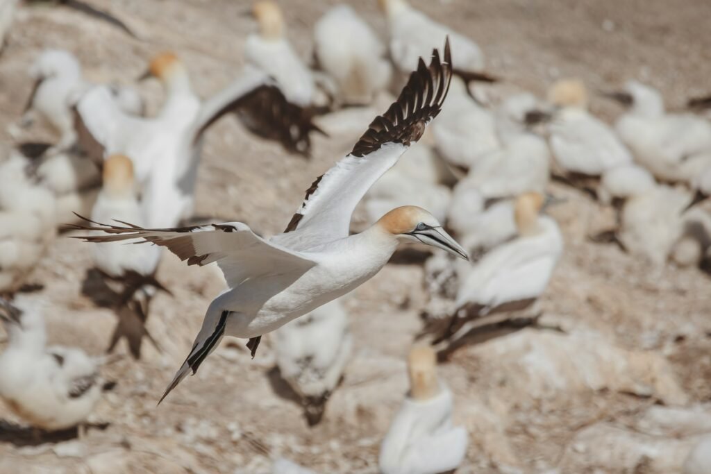 Gannet