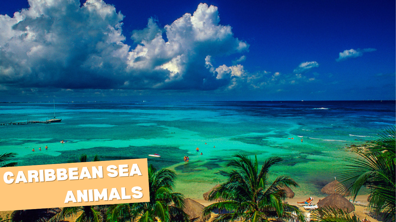 Caribbean Sea Animals