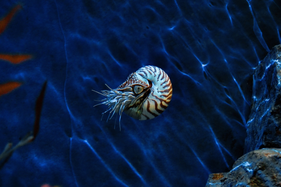 Nautilus