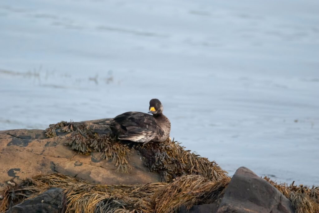 Black Scoter