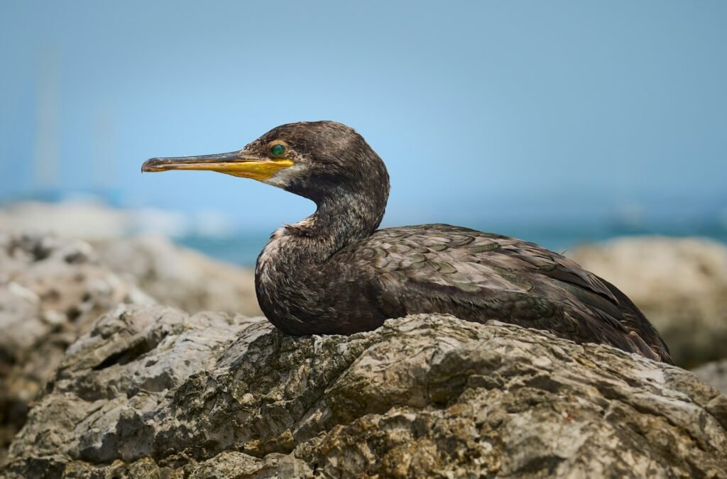 Cormorant